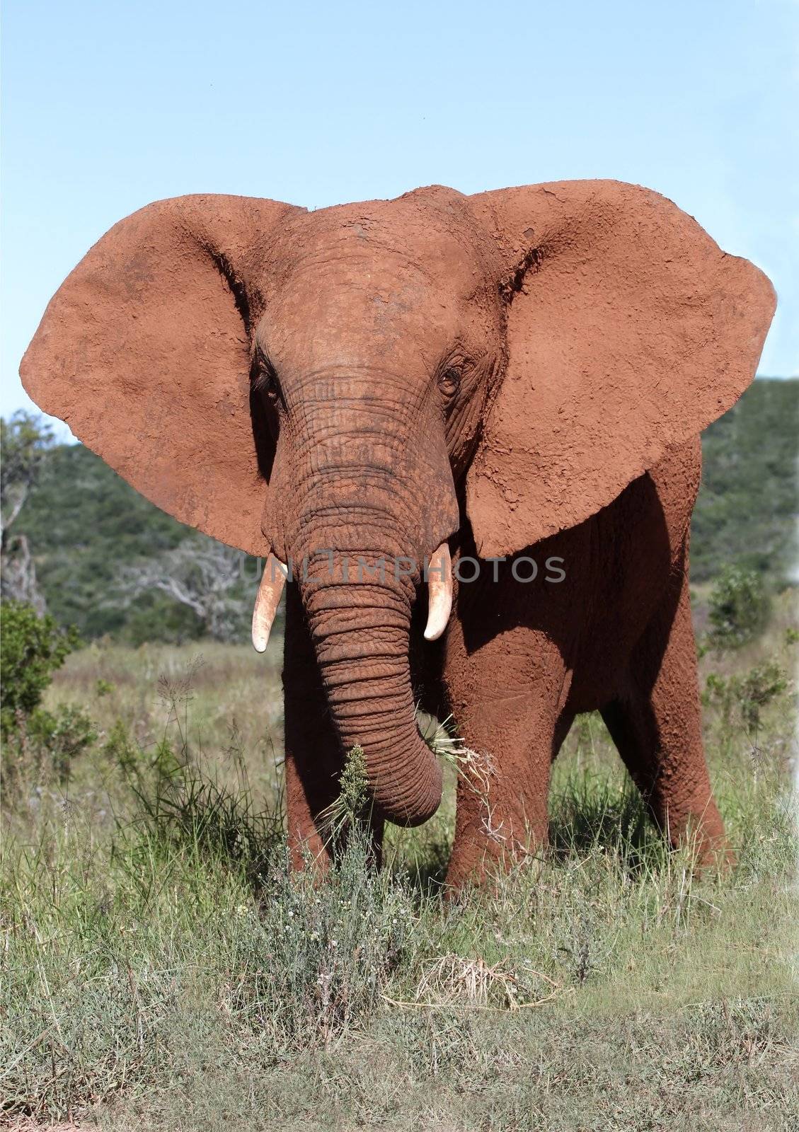 African elephant male with it's large ears spread out