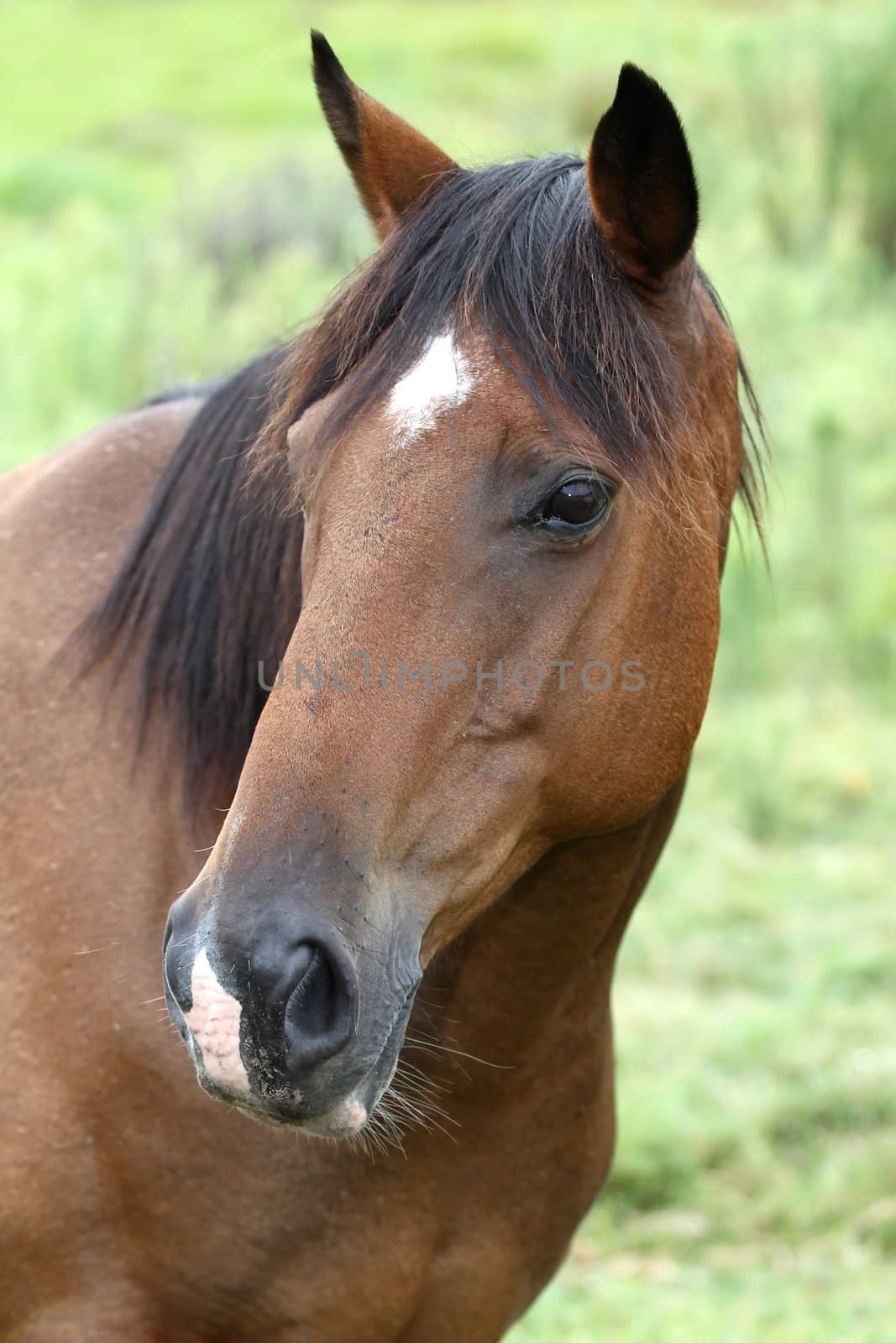 Brown Horse Portrait by fouroaks