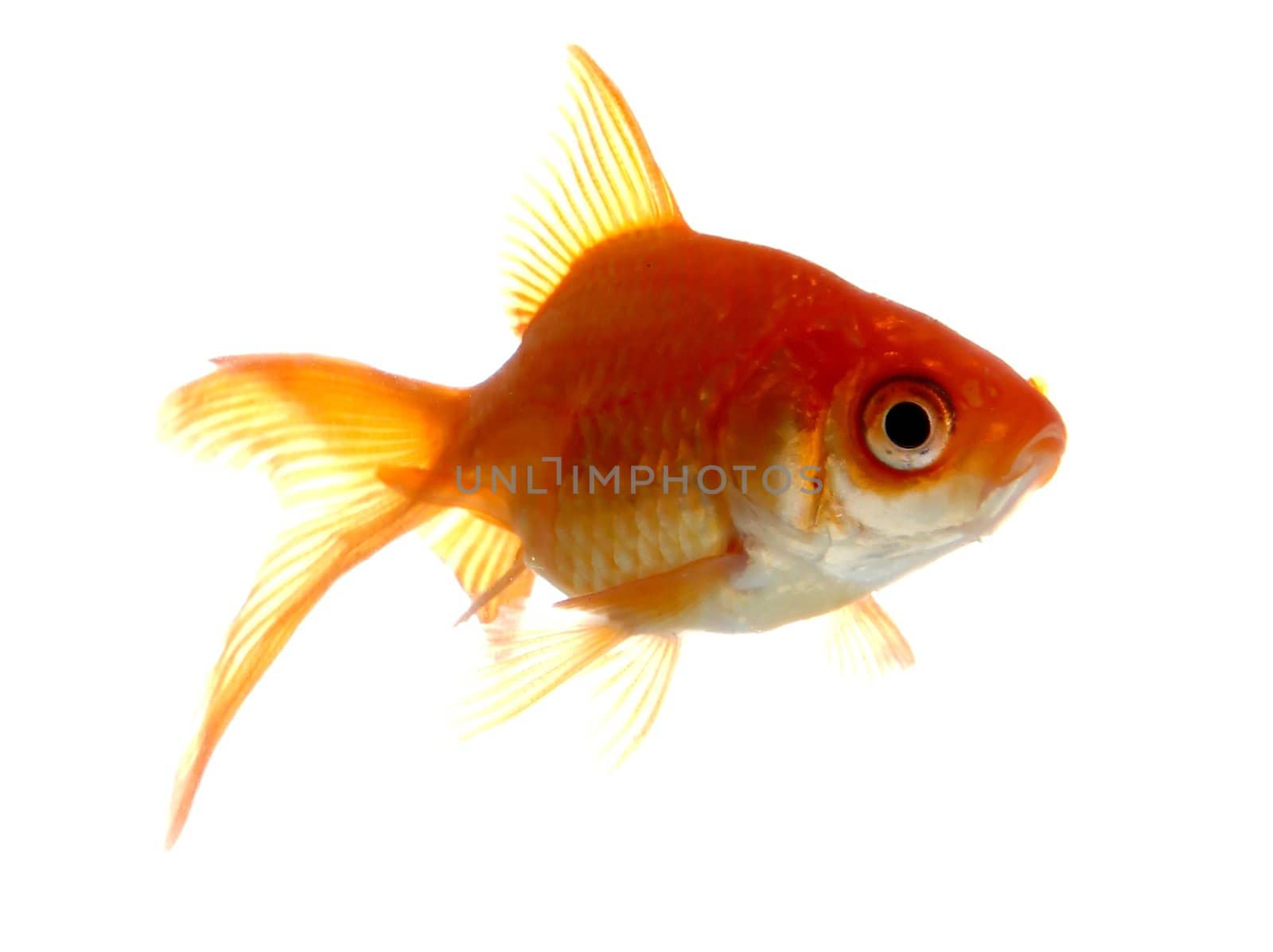 Goldfish backlit and isolted on white background