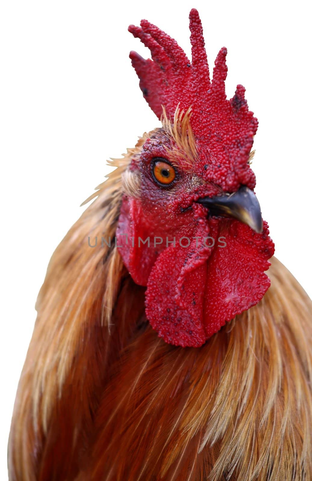 Portrait of a handsome rooster or cockerel isolated on white