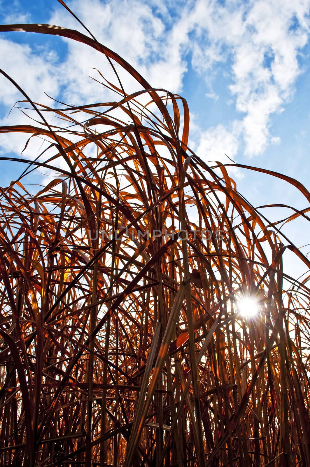 The renewable resource switch grass for heating and production of diesel