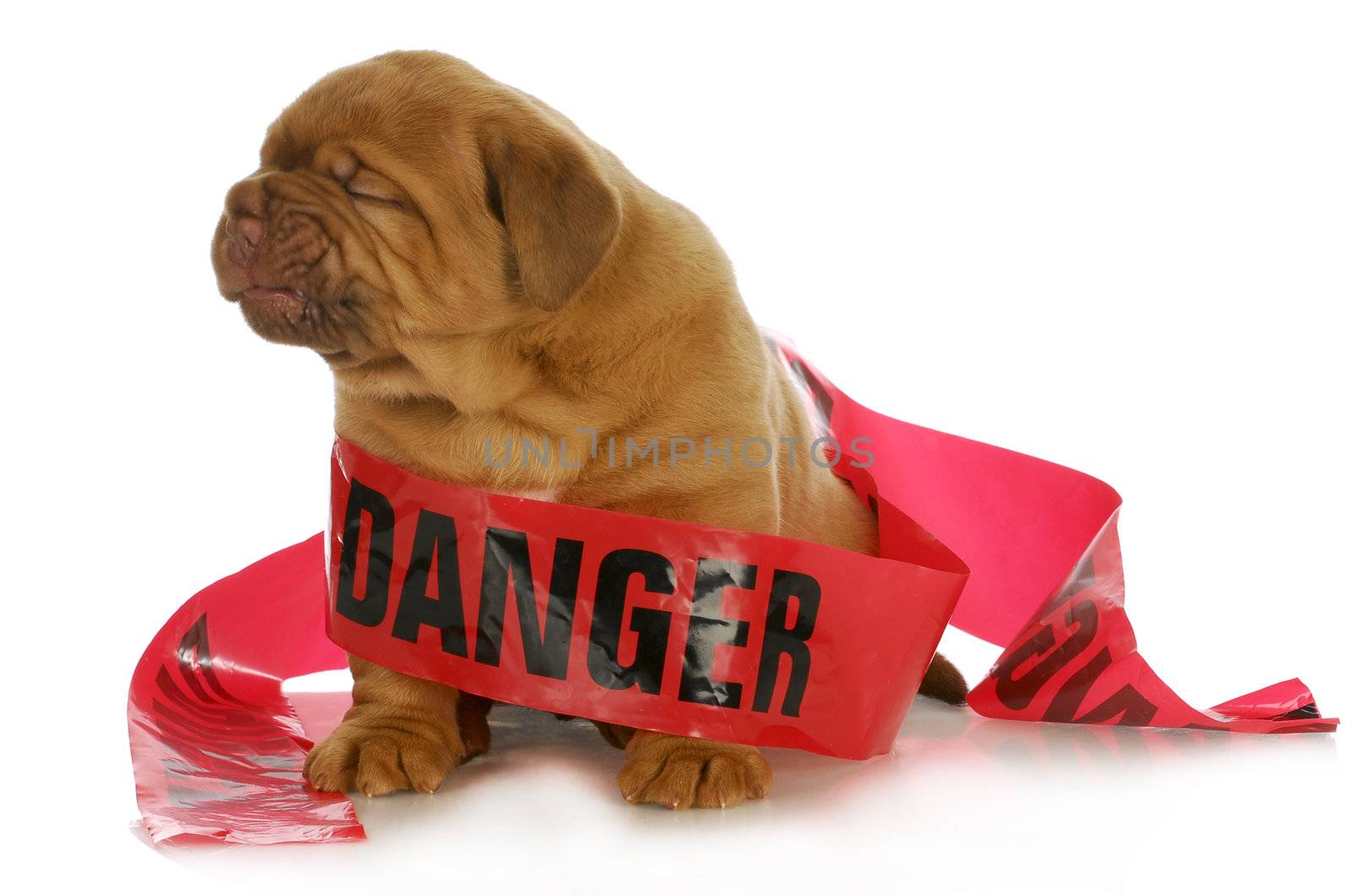 bad puppy - dogue de bordeaux puppy wrapped up in danger tape on white background - 4 weeks old