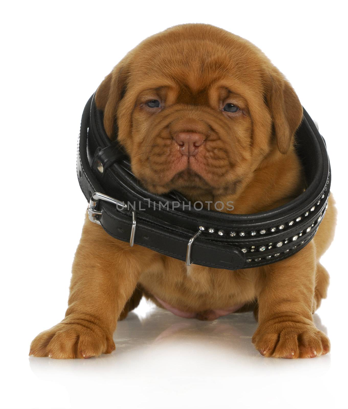 puppy growth - dogue de bordeaux puppy wearing dog collar that is too big - 4 weeks old