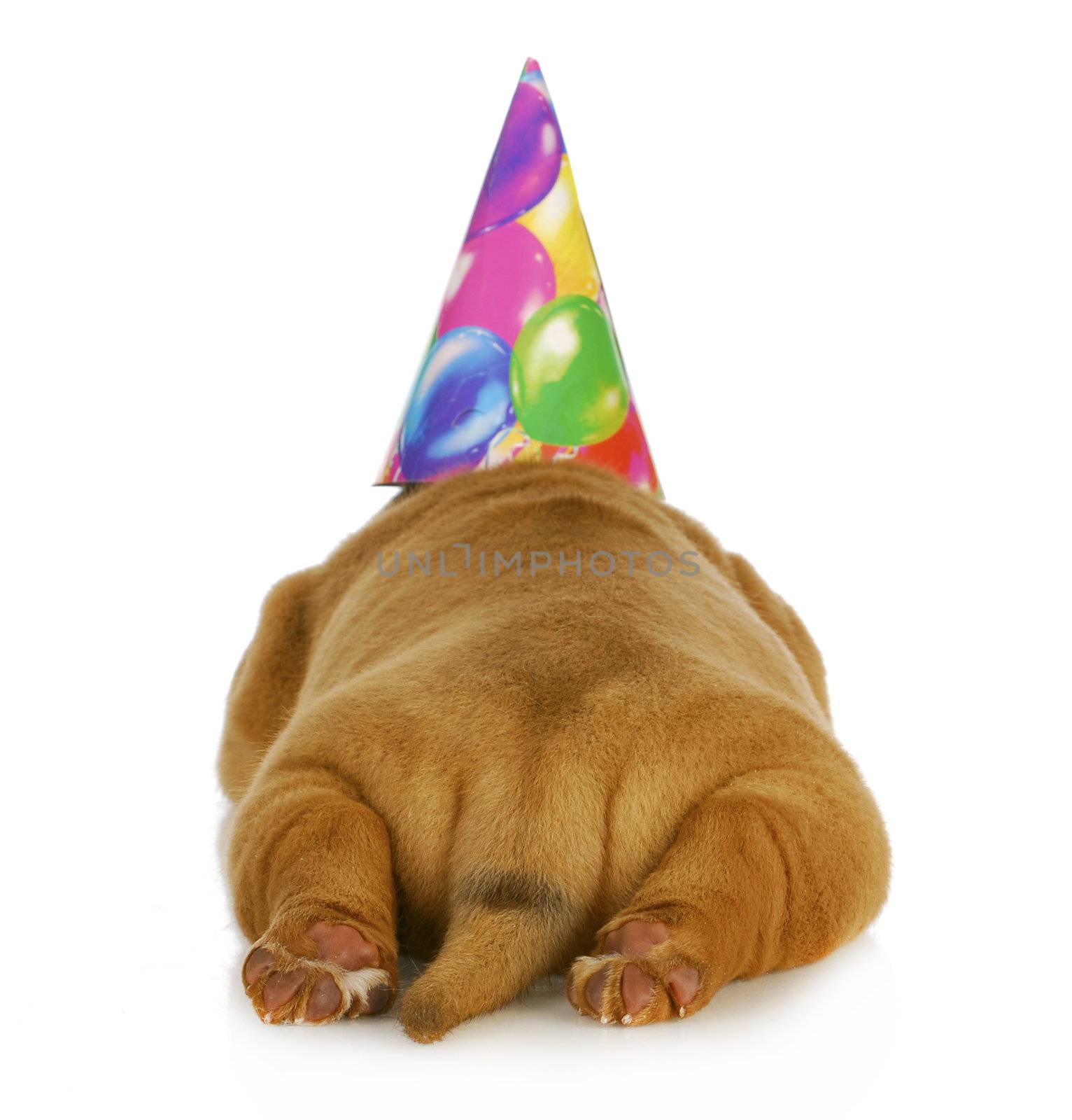 birthday dog - dogue de bordeaux puppy wearing birthday hat photographed from the rear view