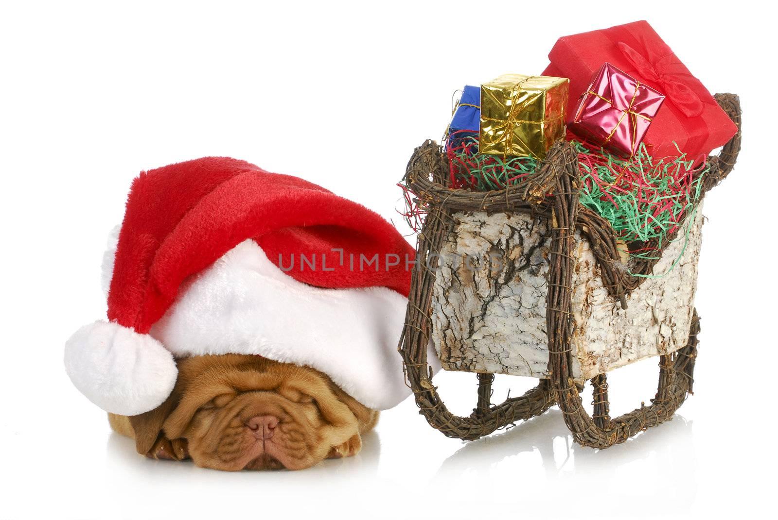 santa's sleigh - dogue de bordeaux puppy santa laying beside sleigh full of presents