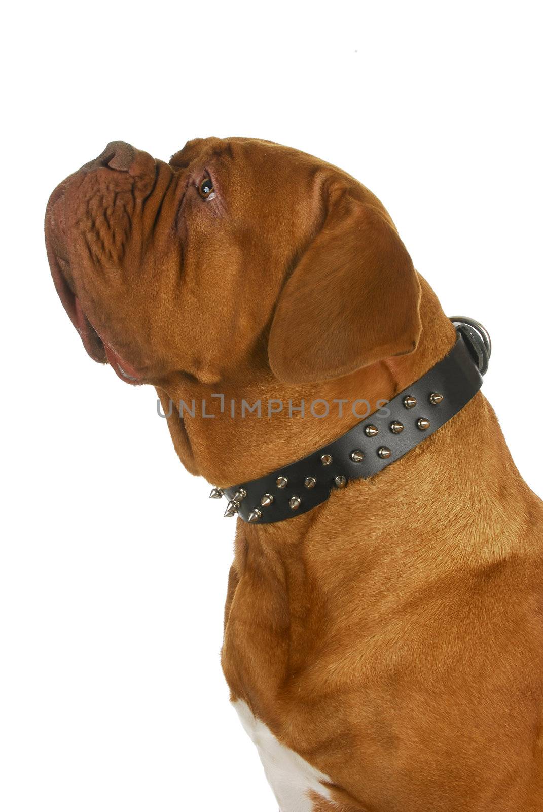 dogue de bordeaux wearing spiked collar isolated on white background