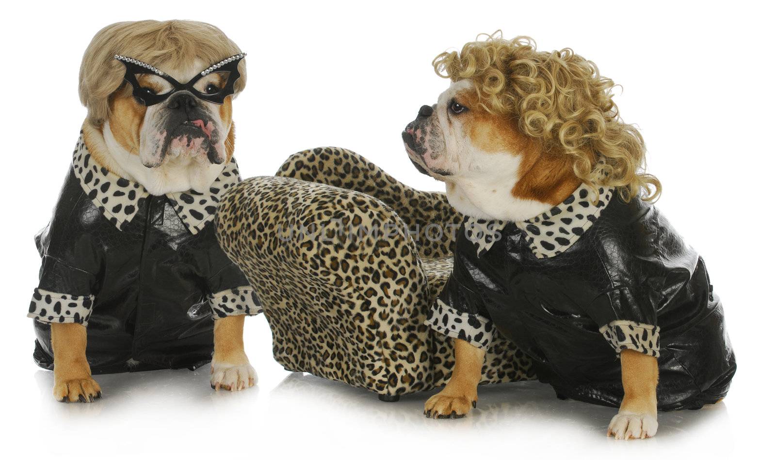 diva dogs - two female english bulldogs wearing blonde wigs dressed up in black leather coats 