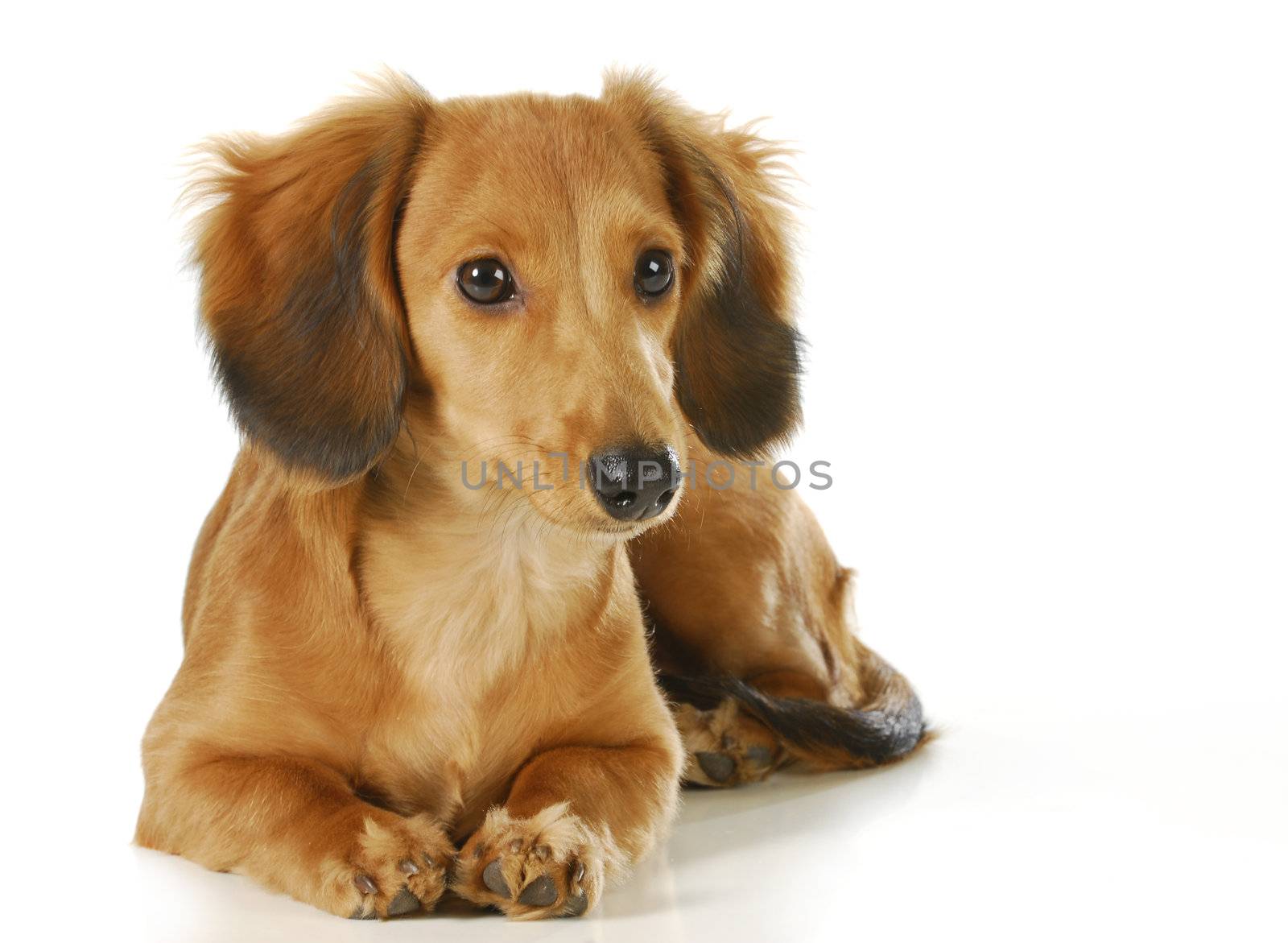 long haired dachshund by willeecole123