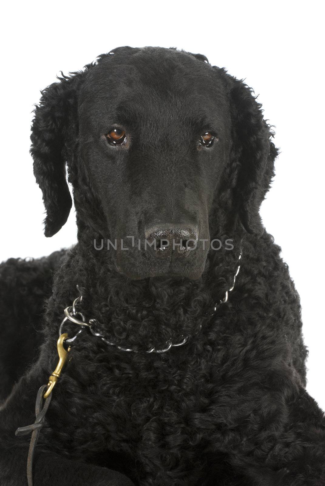 curly coated retriever by willeecole123