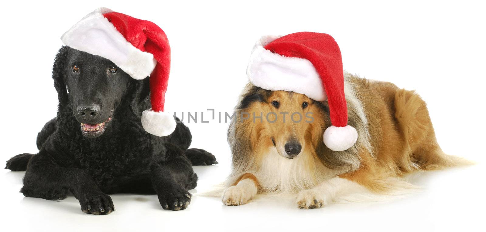 christmas dogs - curly coated retriever and rough collie wearing santa hats isolated on white background