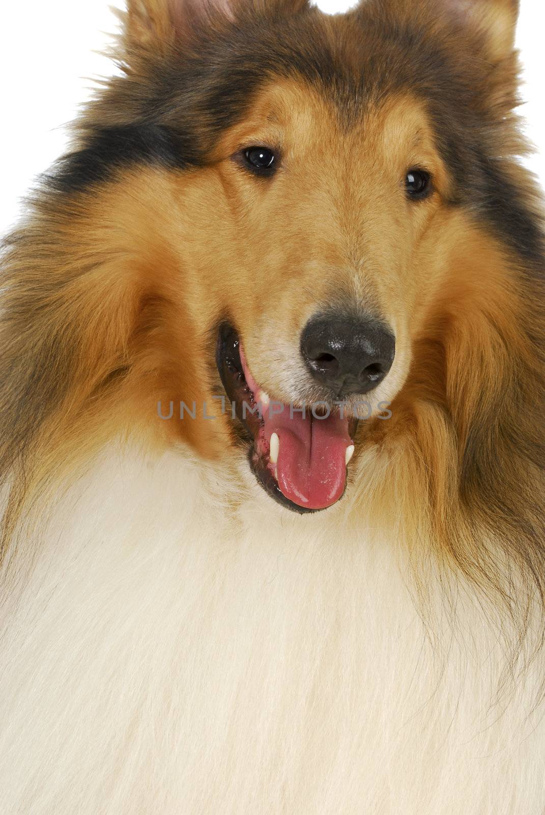 rough collie portrait on white background - male 2 years old
