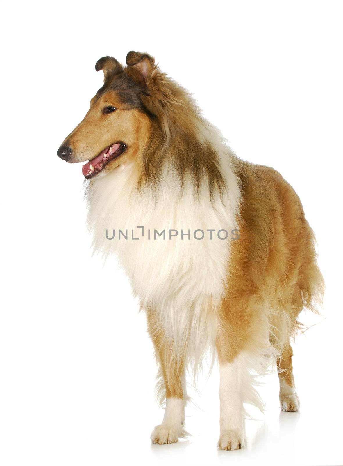 rough collie standing isolated on white background - 2 years old