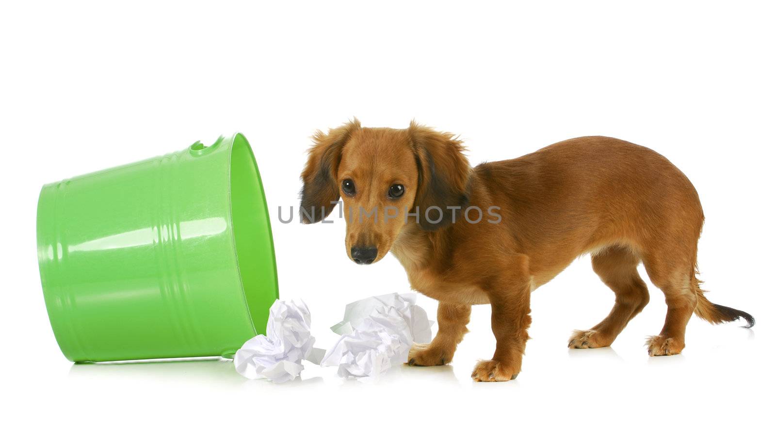 bad dog - miniature dachshund playing in the garbage isolated on white background