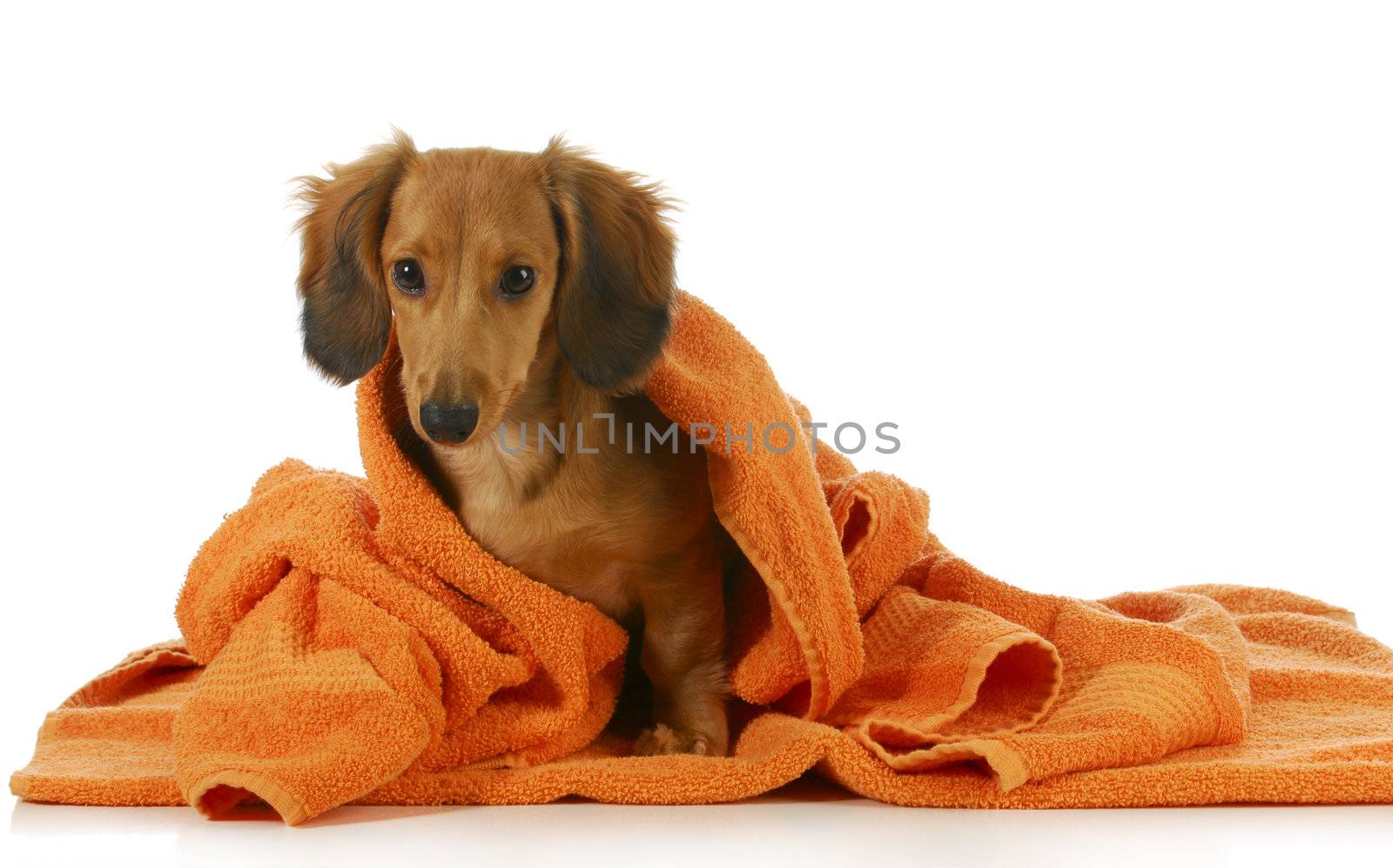 dog bath - long haired dachshund being dried off with orange towel on white background