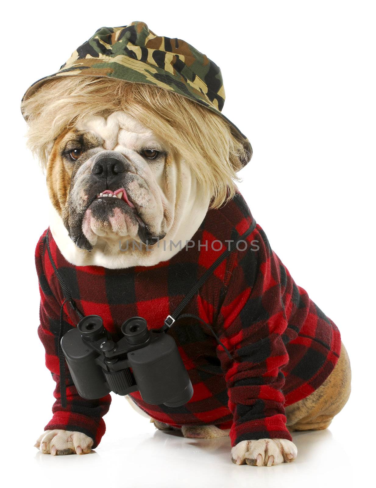 hunting dog - english bulldog dressed up like a redneck hunter with binoculars 