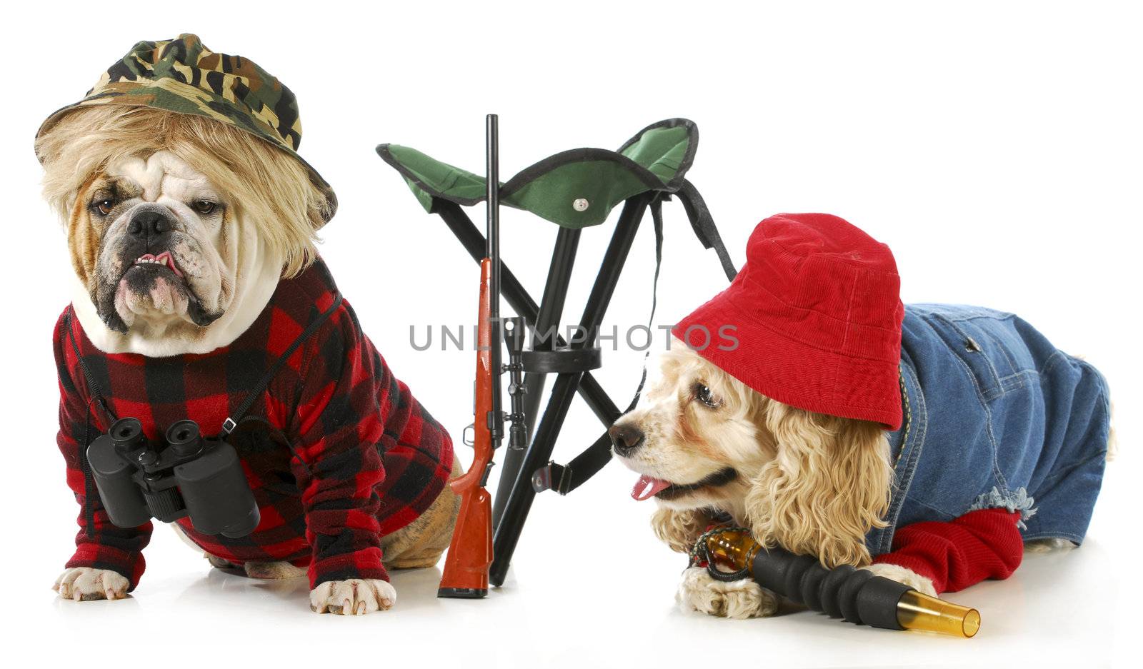 hunting dogs - american cocker spaniel and english bulldog dressed up like hunting dogs isolated on white background