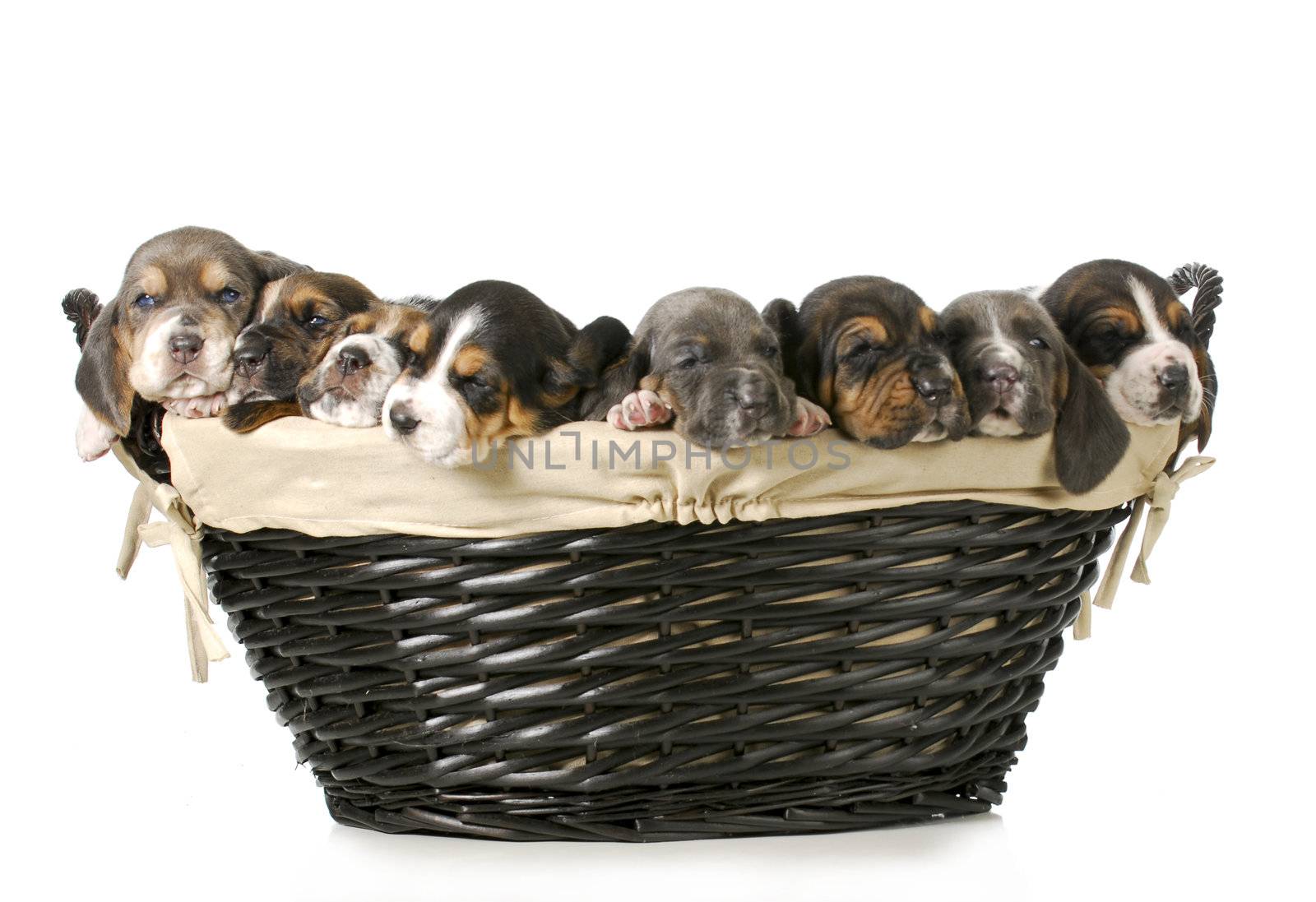 basket of puppies - litter of basset hound puppies - 3 weeks old