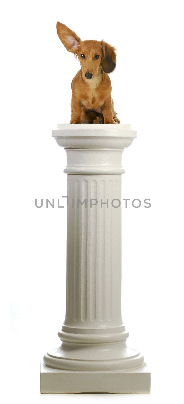 dog sitting on a pedestal - dachshund with ear up listening sitting on pillar