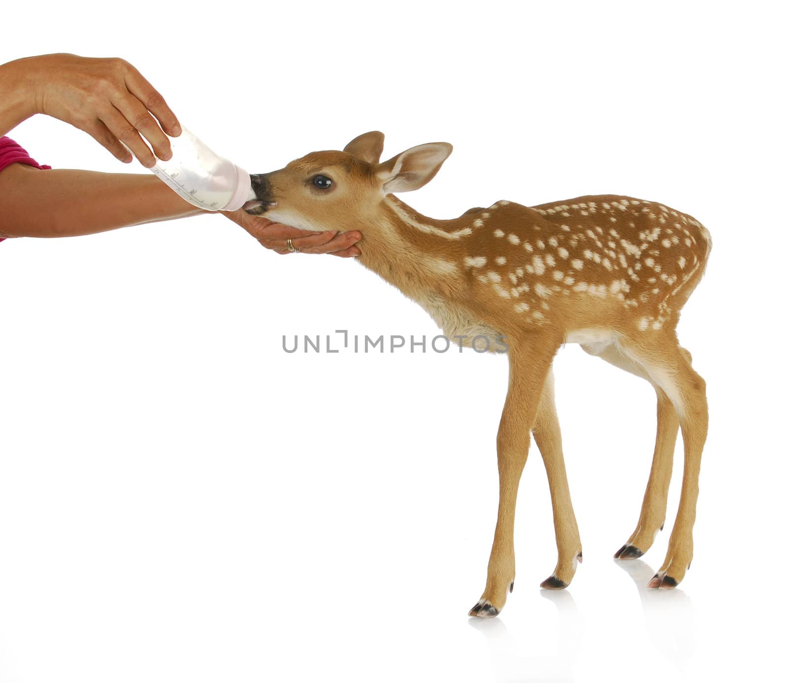 hand raising fawn - woman bottle feeding baby doe isolated on white background