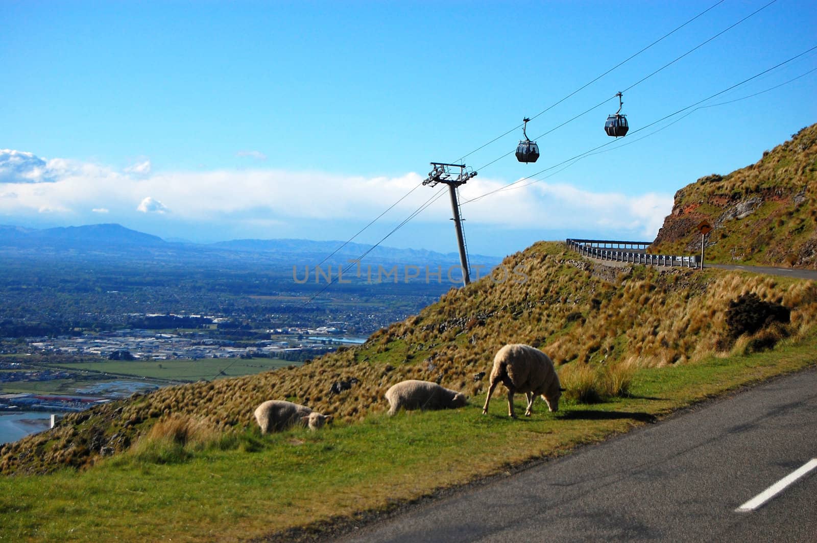 Sheeps near Summit Road and cable road, Chrustchurch, New Zealand