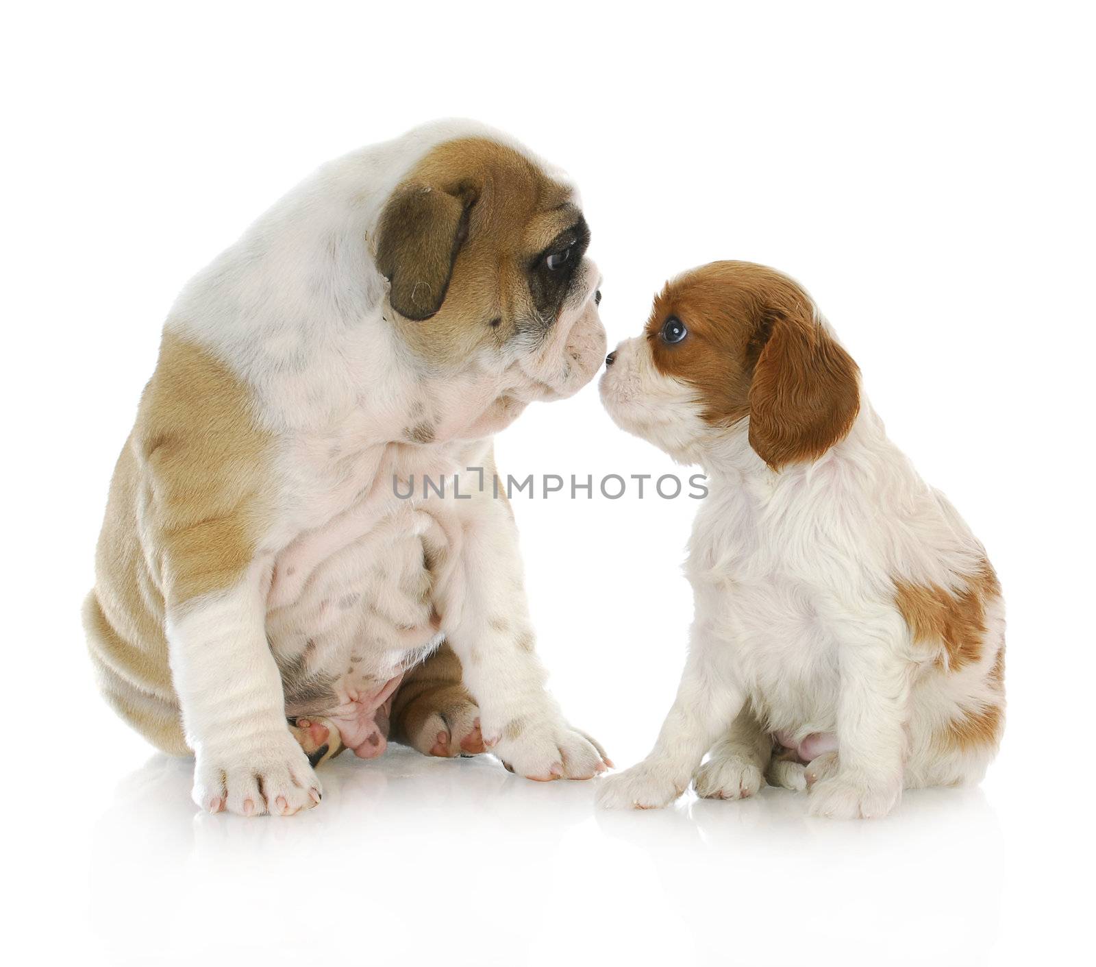 puppy friends - english bulldog and cavalier king charles spaniel puppies kissing isolated on white background