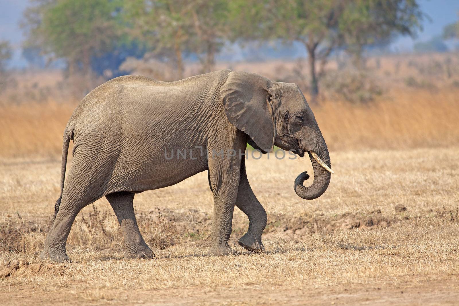 Wild Elephant in the Savannah in Mikumi, Tanzania