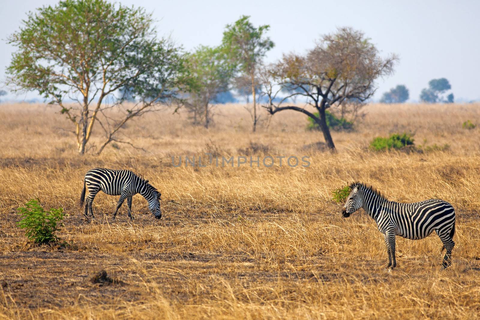 African Zebra standind in the dry savannah, Mikumi, Tanzania