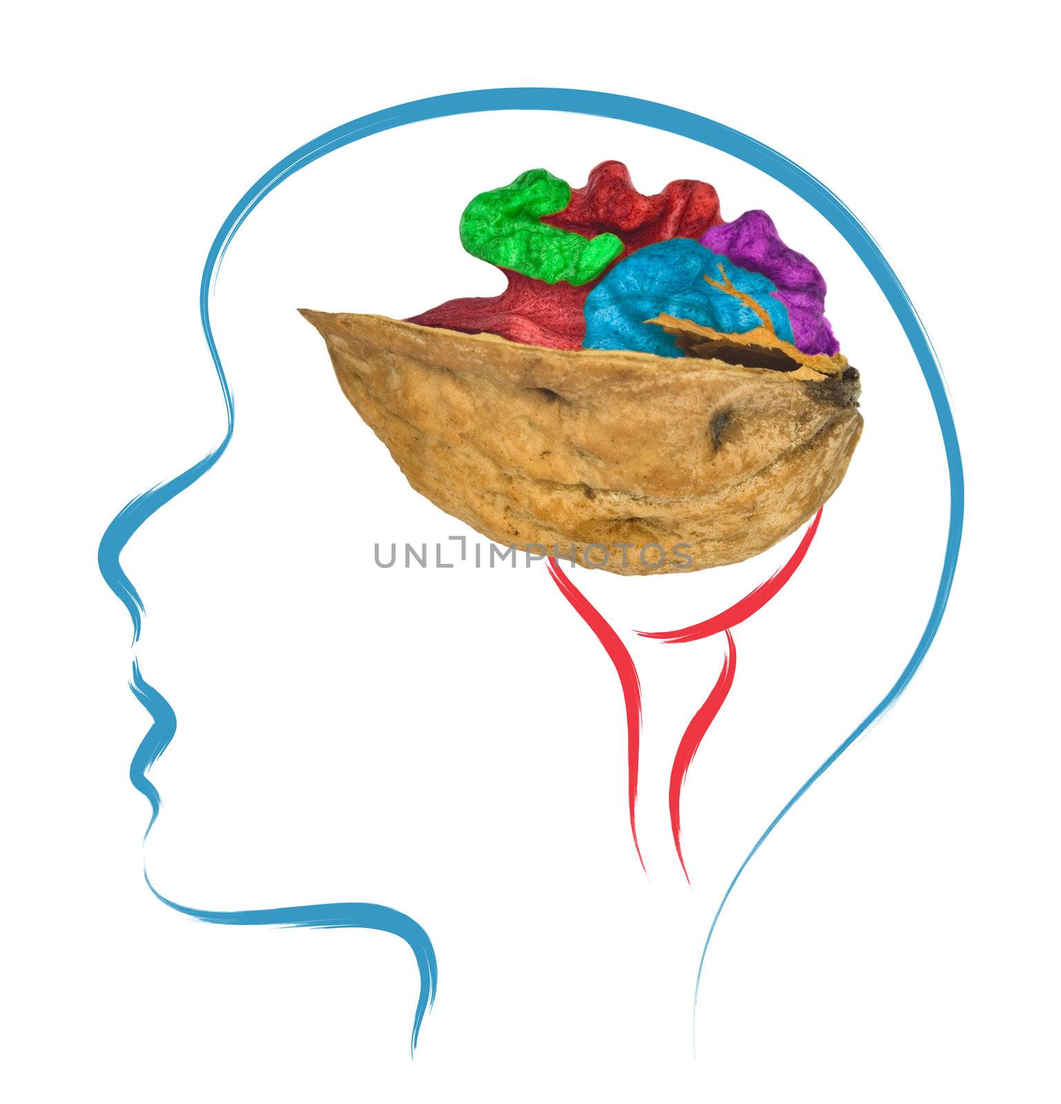 head and brain with walnut shape