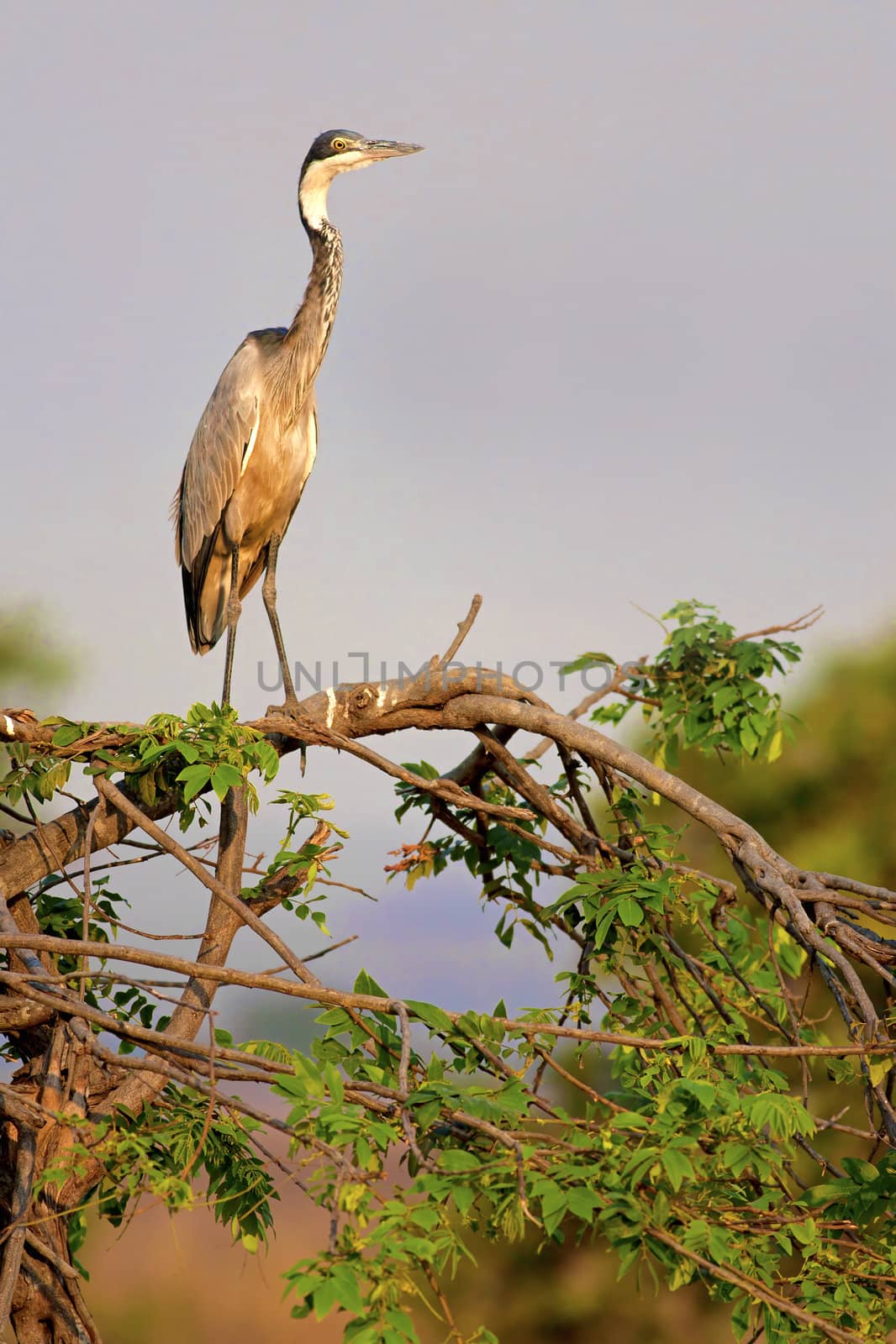 Black-Headed Heron standing on a branch in the savannah