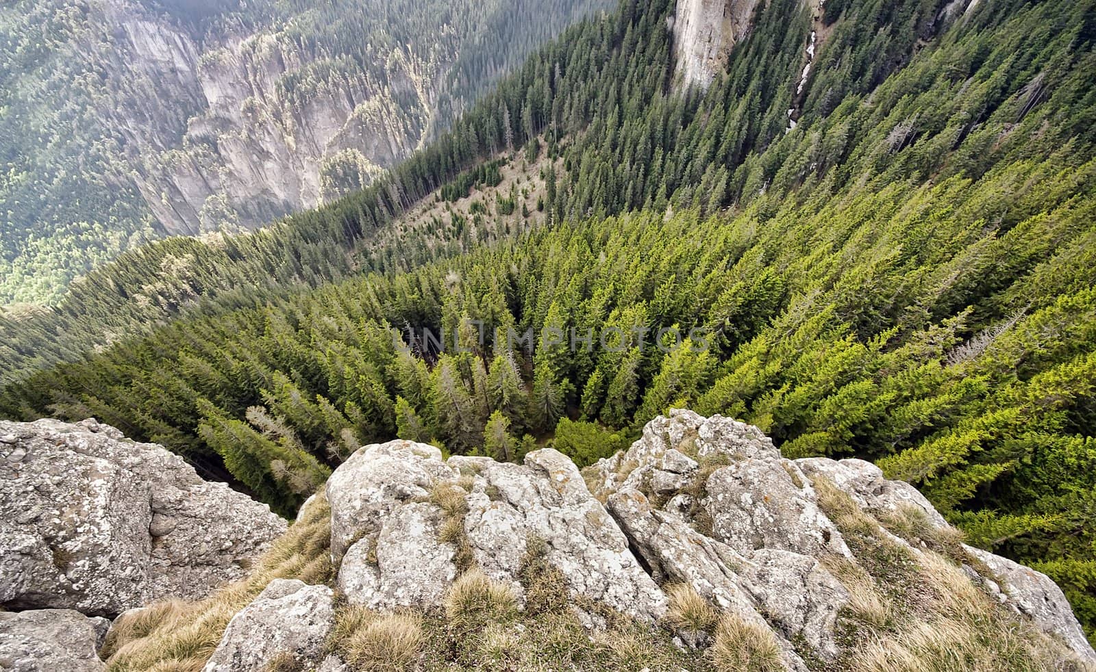 wide view looking down in mountain forest