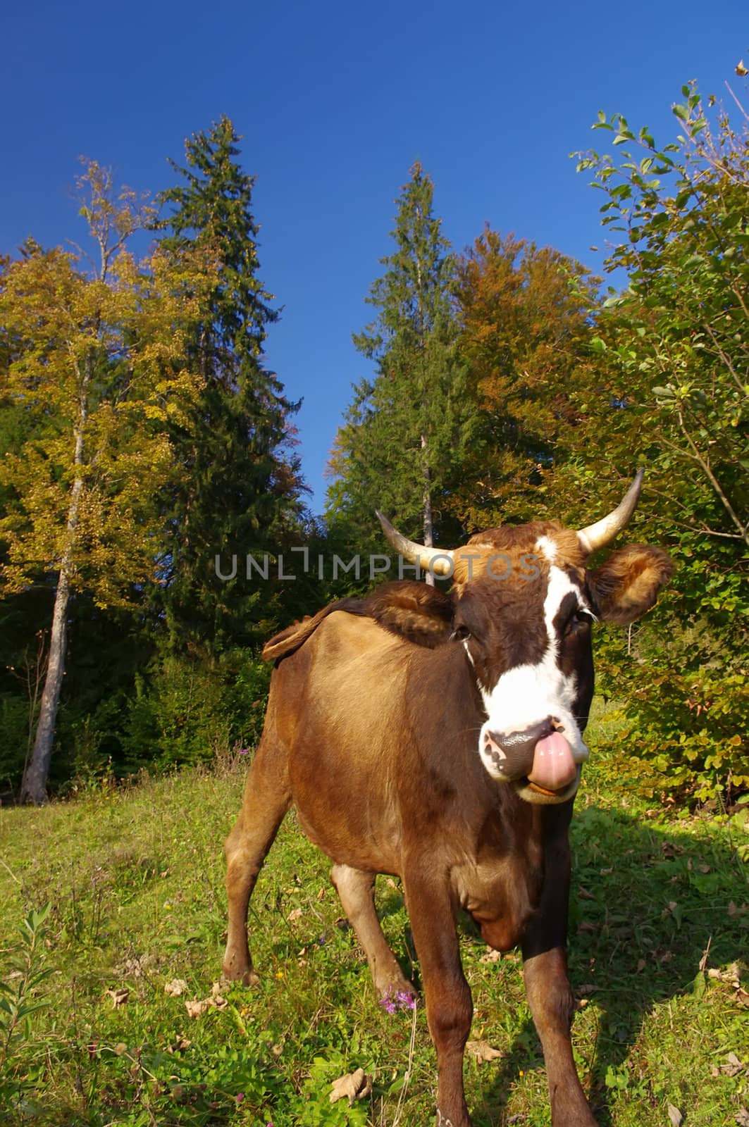 cow in autumn landscape