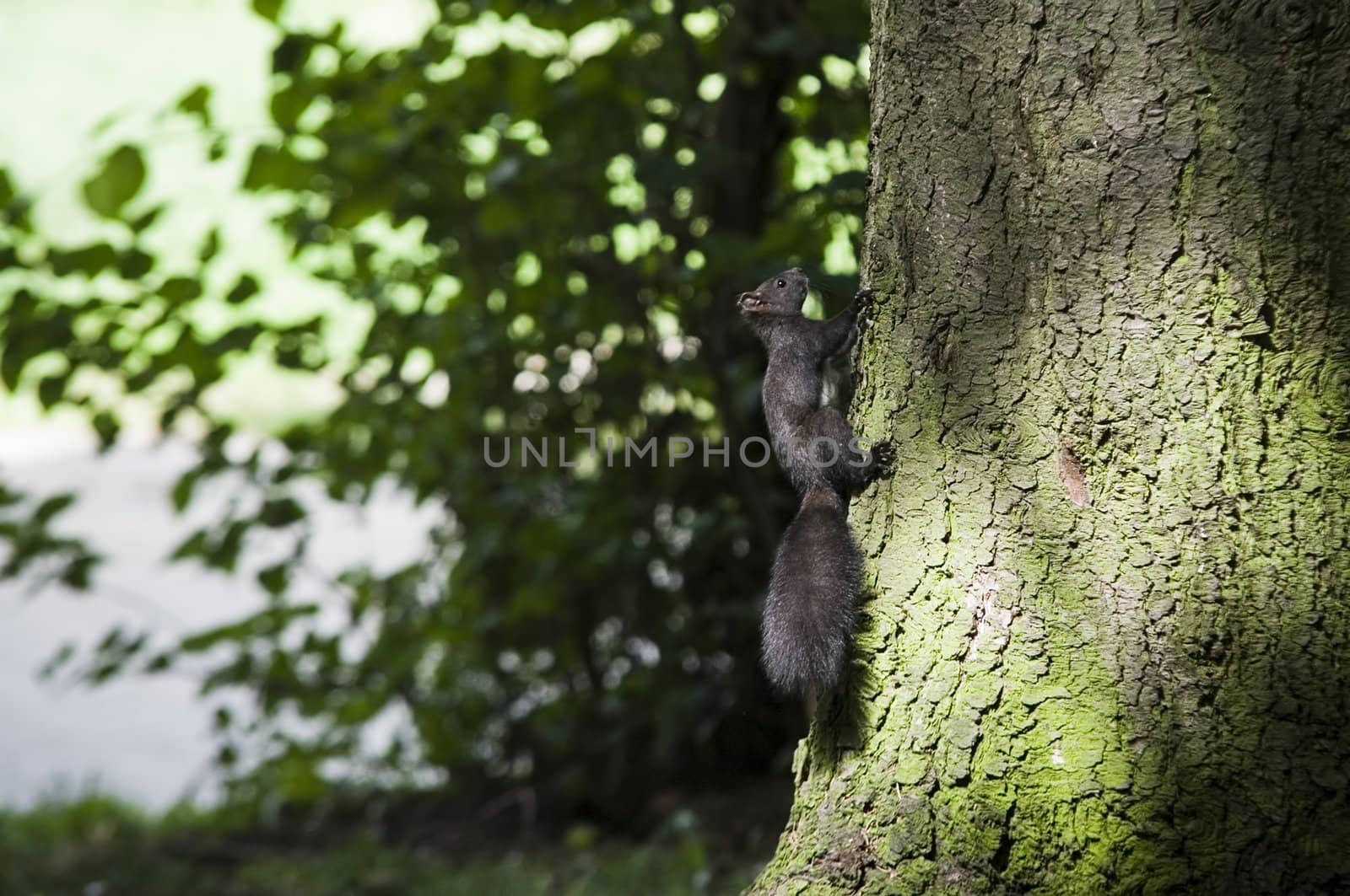 black squirrel climbing tree in forest
