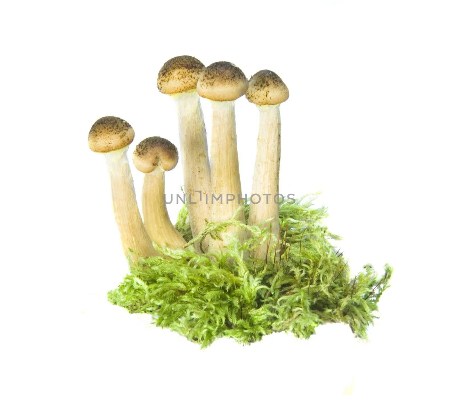 mushrooms isolated on white