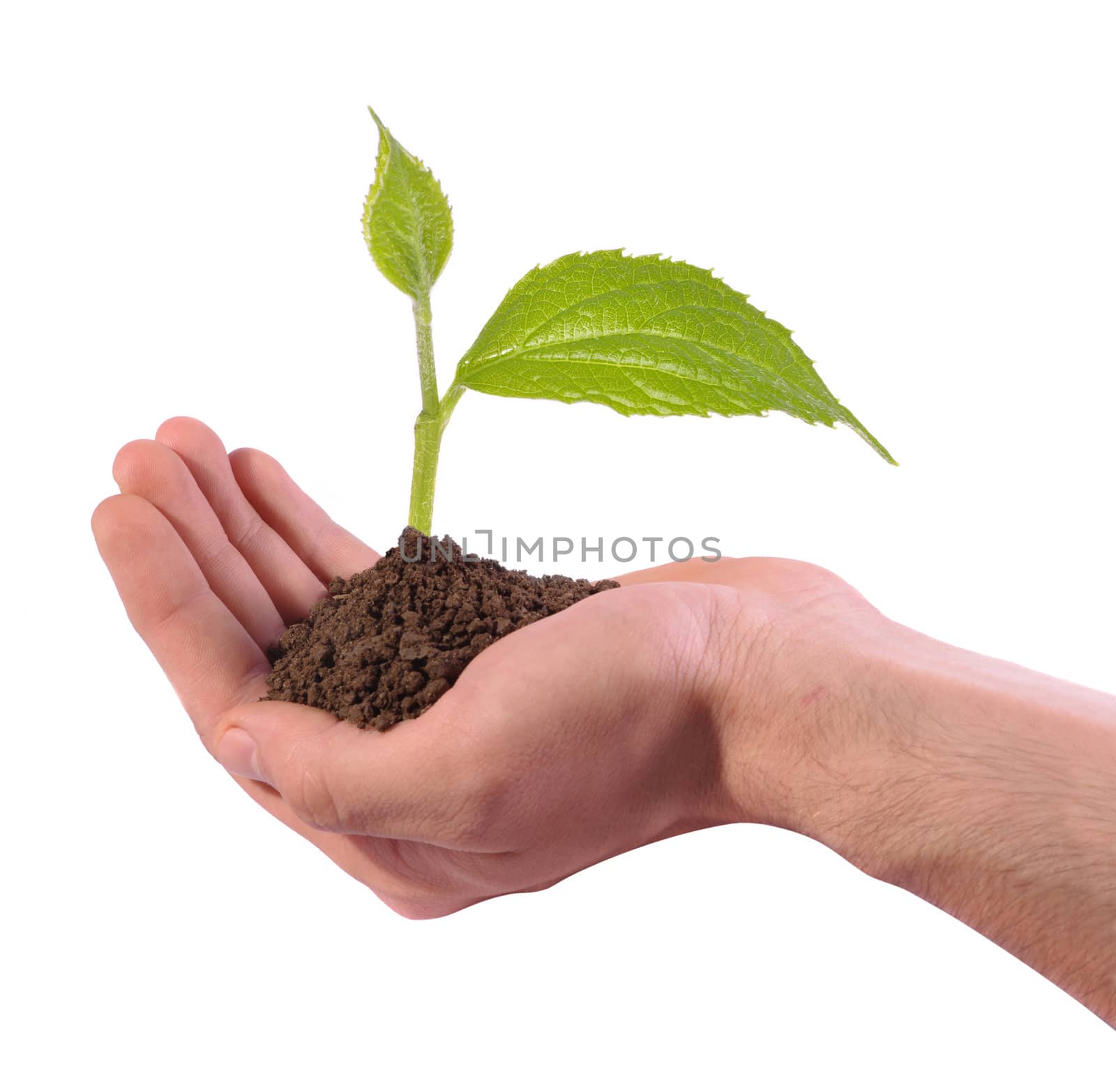 new green plant growing in hand with dirt