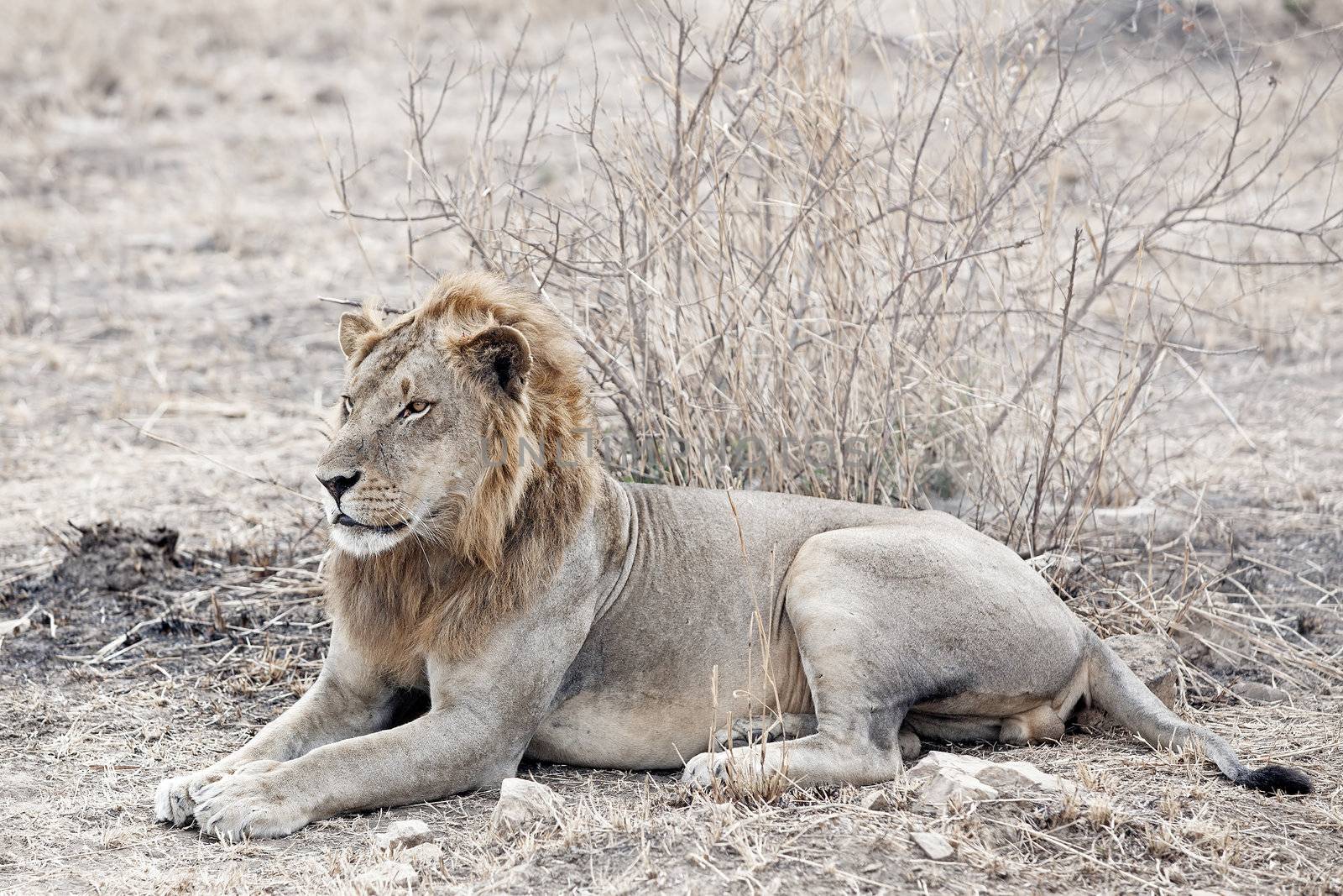 Wild lion in the African Savannah, Tanzania