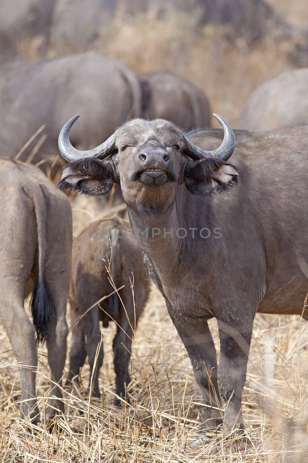Wild African Buffalo standing in the Savannah