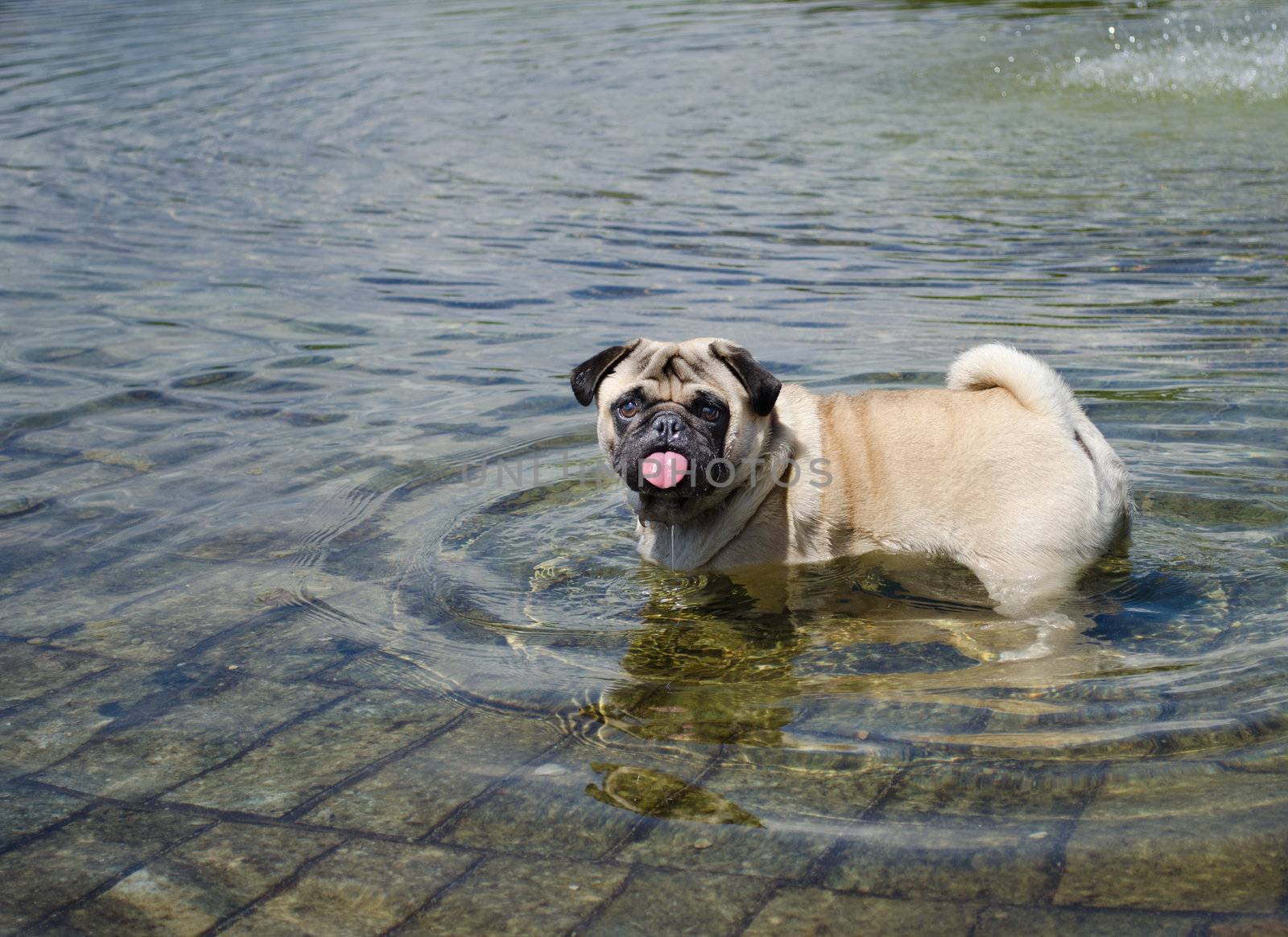 Pug dog wet in a pond by artofphoto