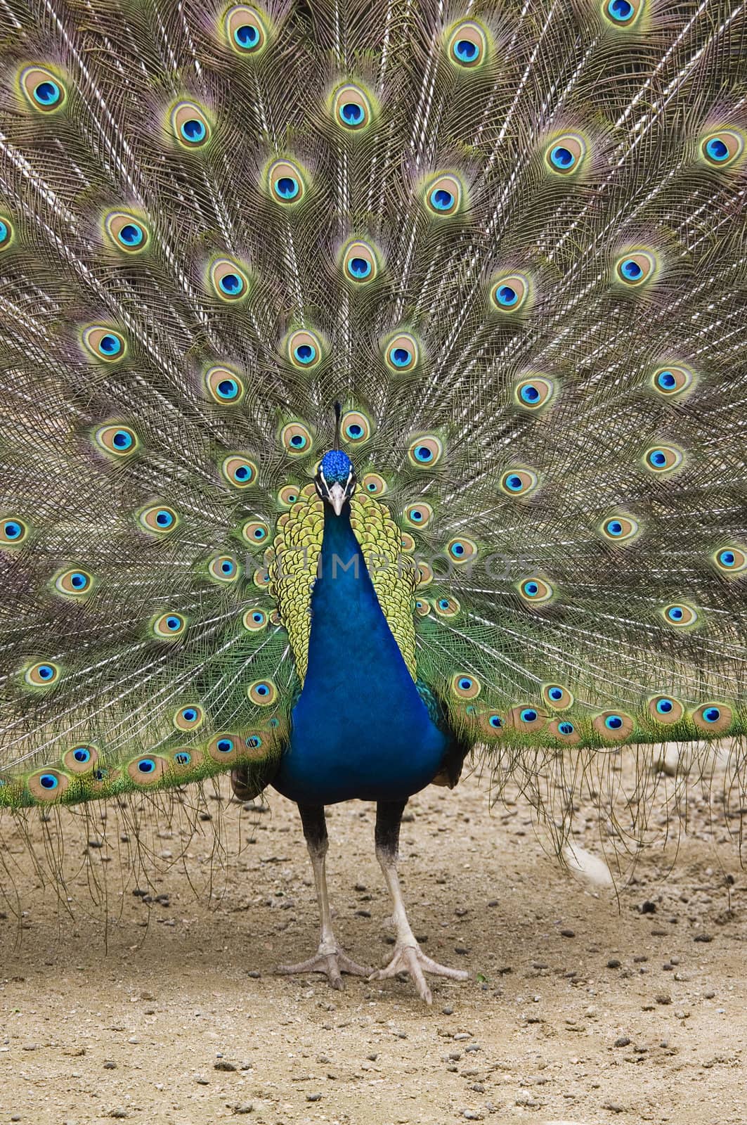 beautiful peacock with open feathers