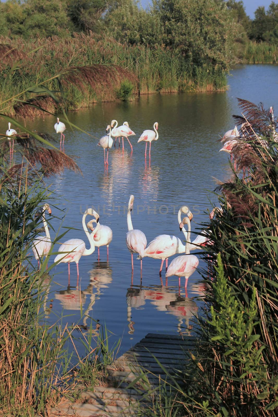 Flamingos in a pond by Elenaphotos21