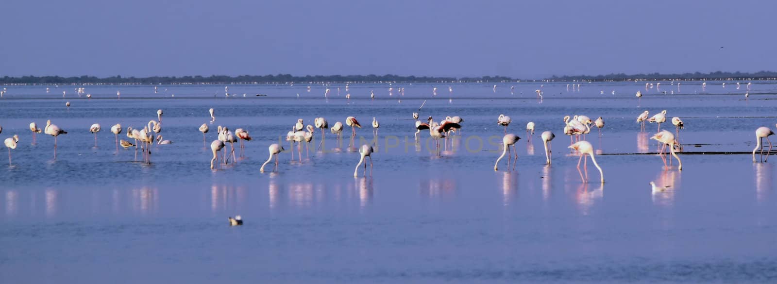 Many white flamingos eating in the water by sunset