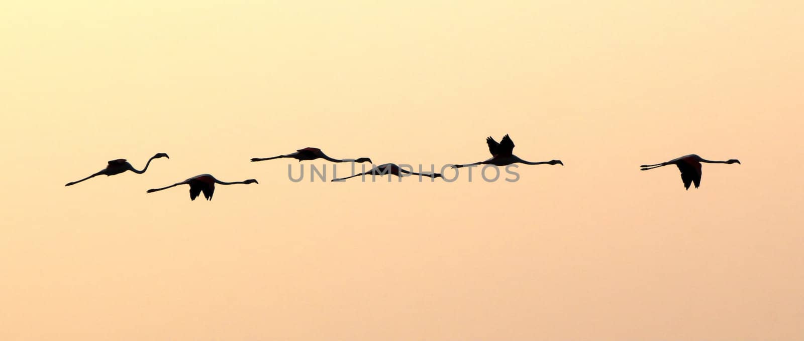 Group of six flamingos flying in the sky by sunset