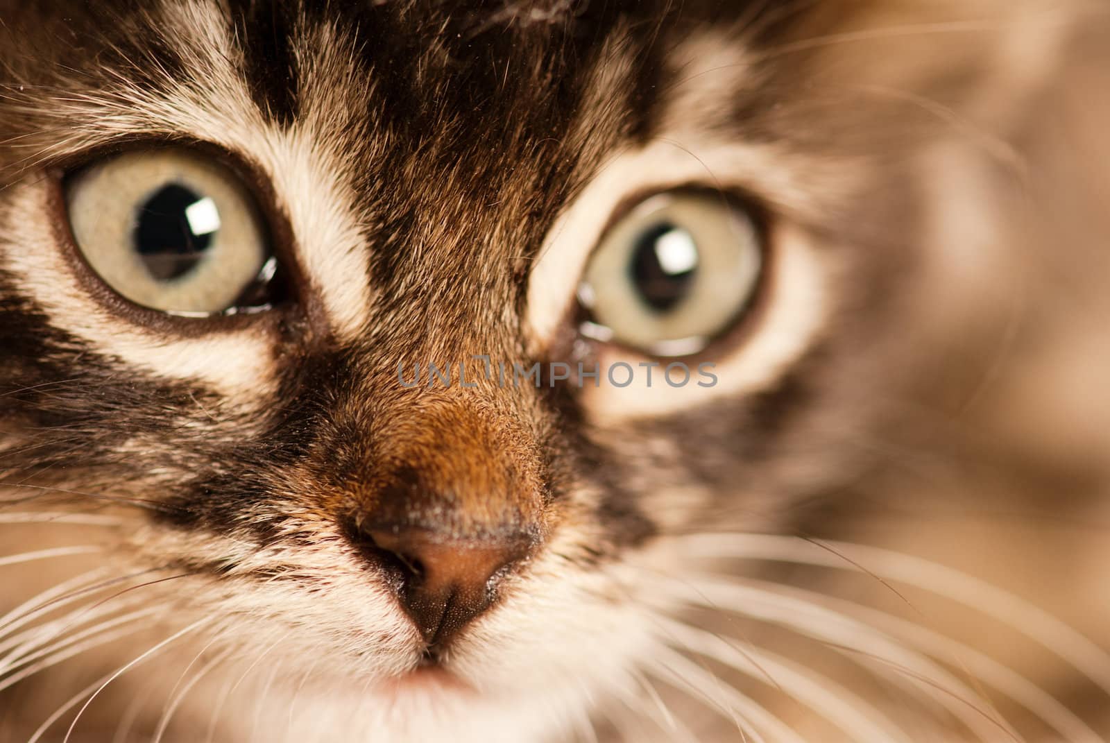 Feline look in focus with soft studio light
