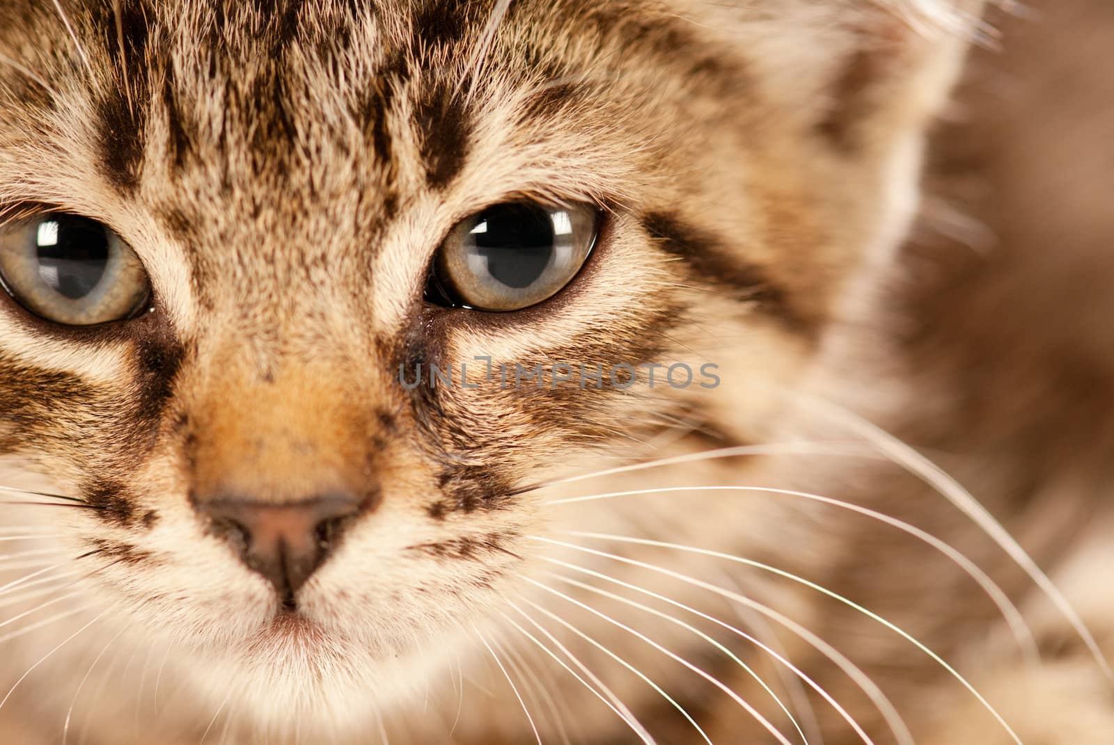 Domestic cat staring in camera with a deep look
