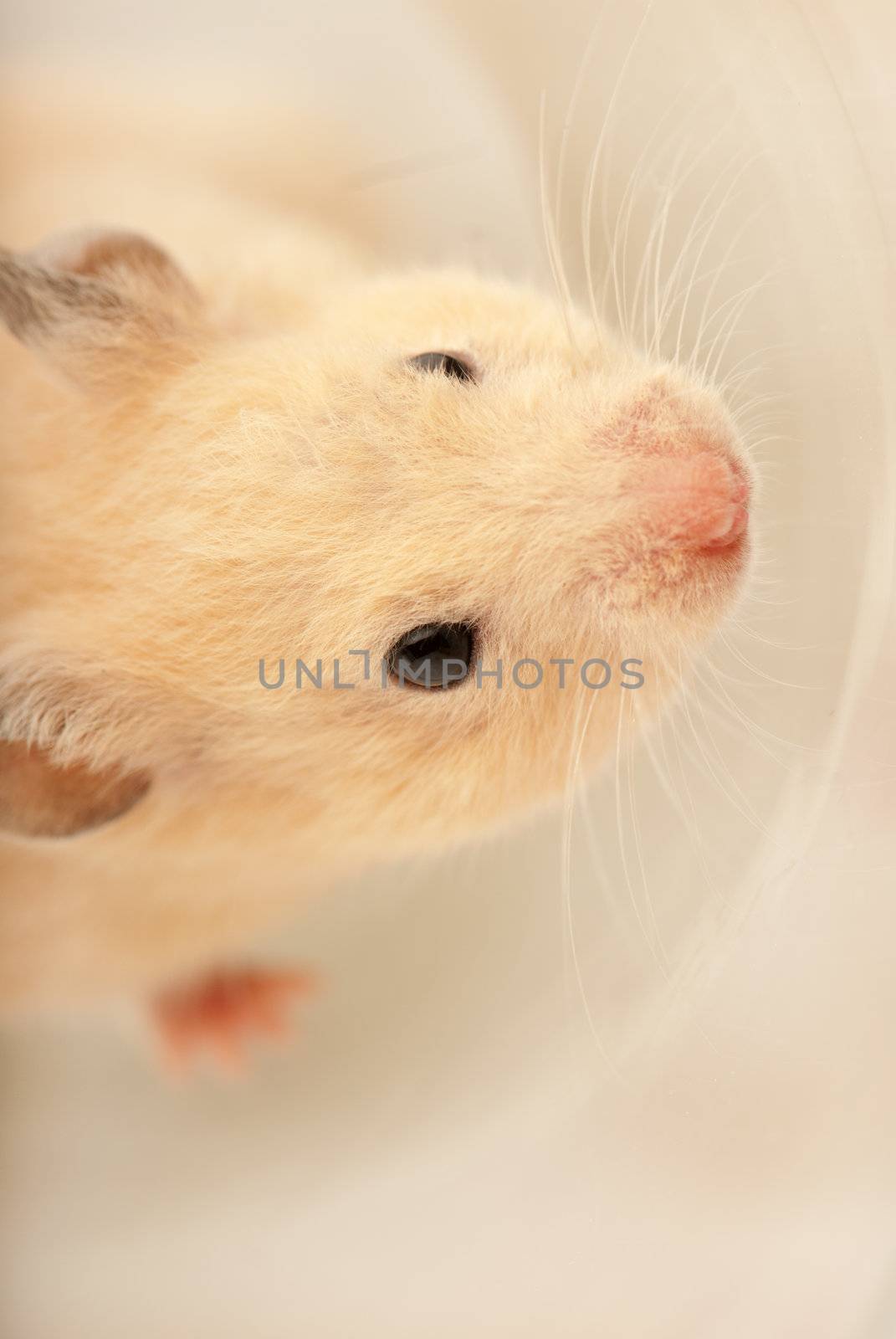 Macro shot of a mouse whiskers in studio