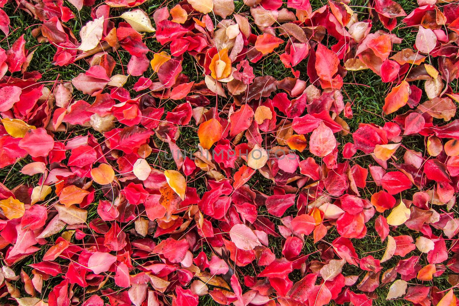 A bed of red, yellow and orange leaves laying in the grass. A perfect background or texture for autumn or fall concepts.