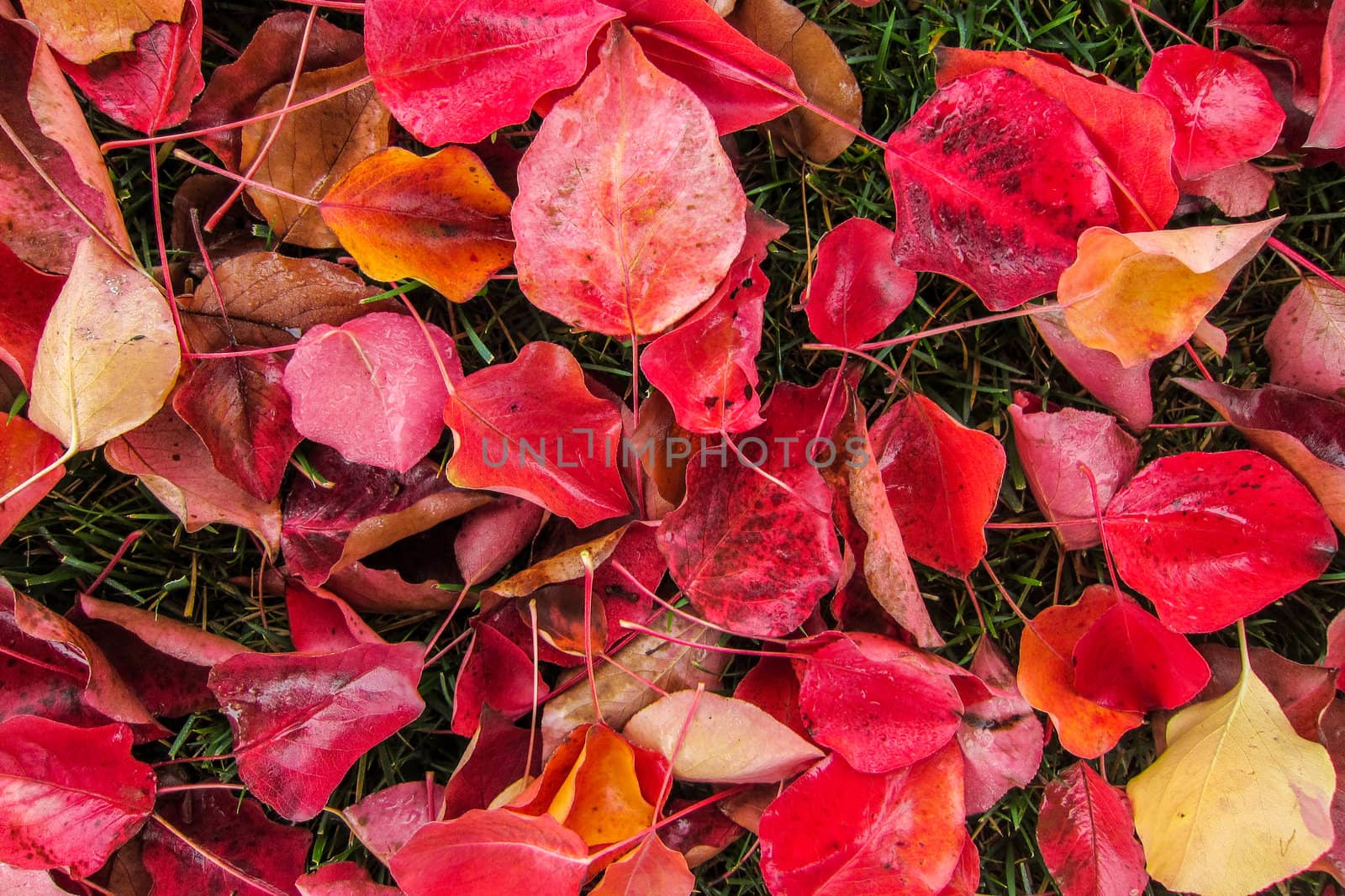 A bed of red, yellow and orange leaves laying in the grass. A perfect background or texture for autumn or fall concepts.