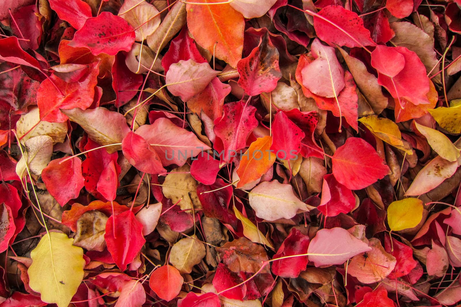 Autumn Leaves 03 by britebluespot
