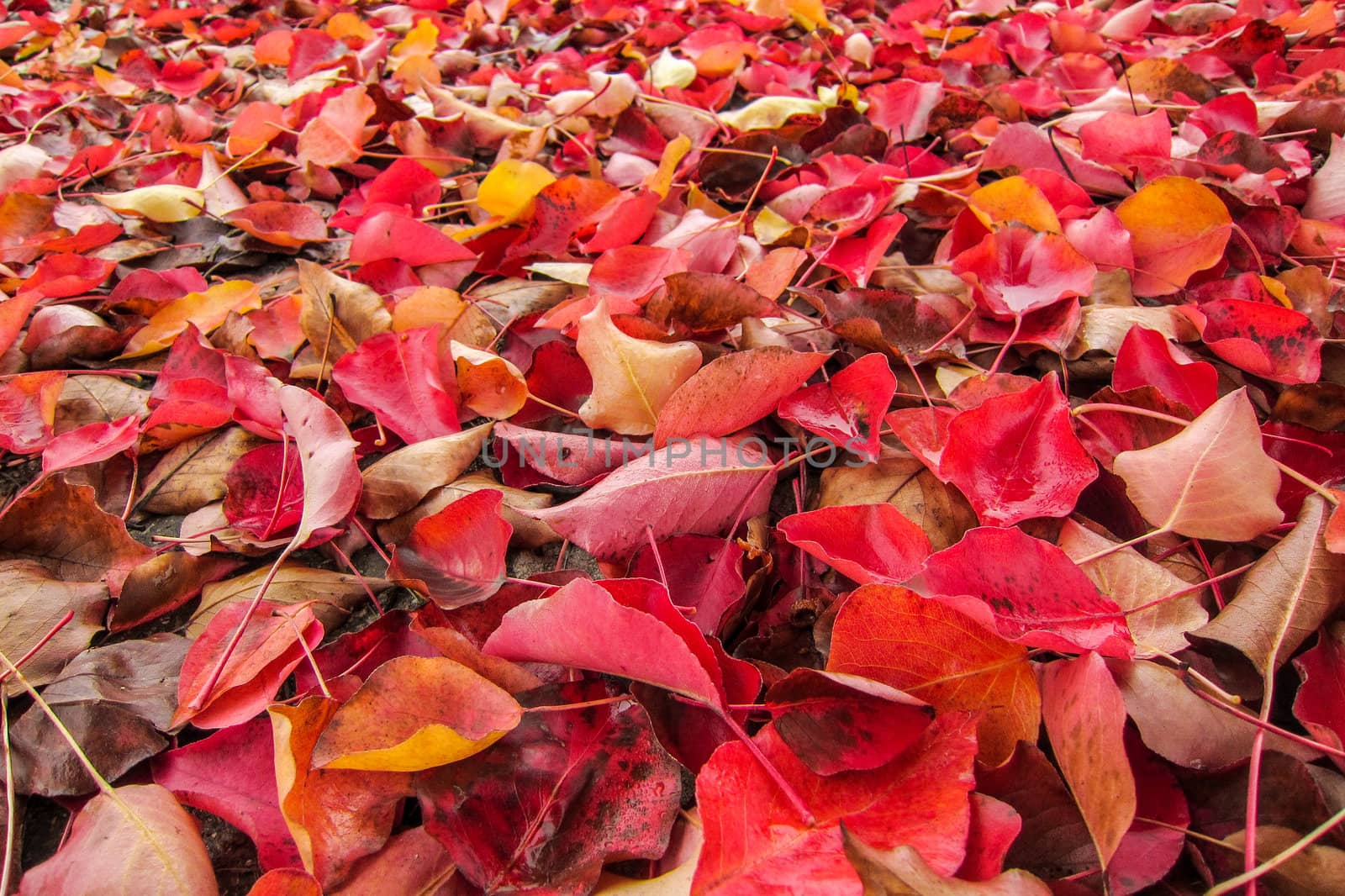 A bed of red, yellow and orange leaves laying in the grass. A perfect background or texture for autumn or fall concepts.