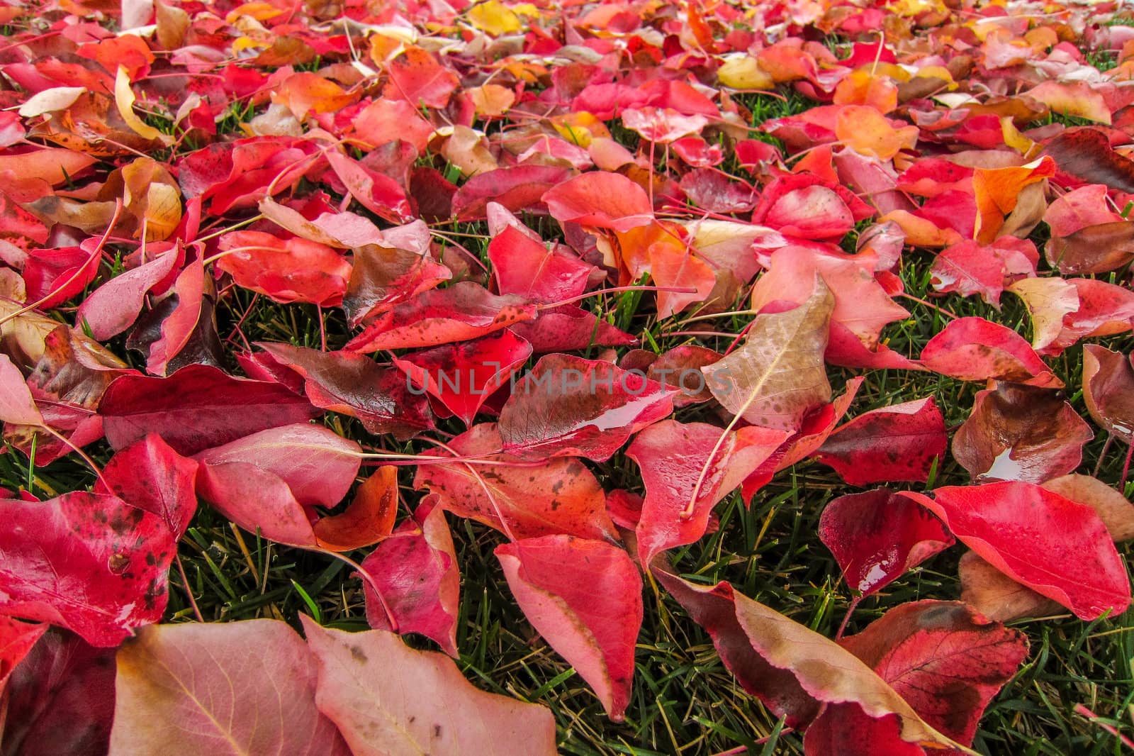 Autumn Leaves 05 by britebluespot