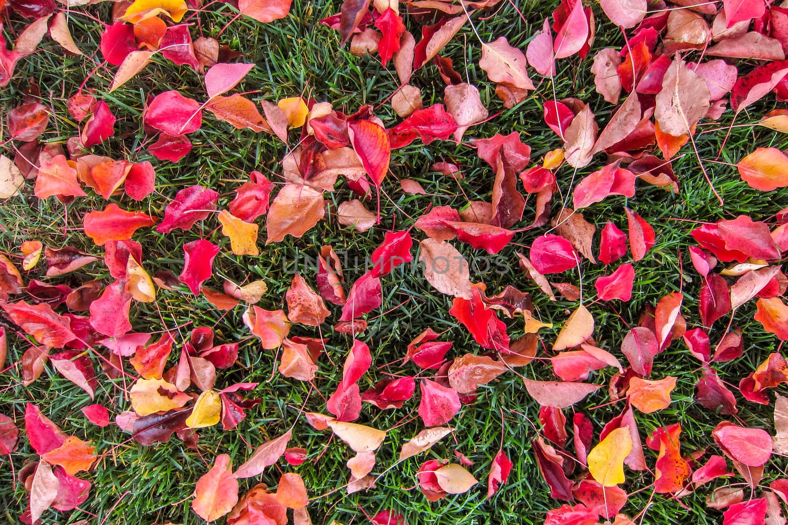Autumn Leaves on Grass by britebluespot